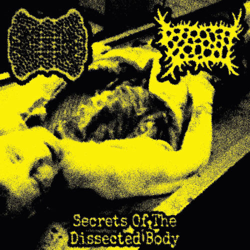 The Personification Of Pleasure : Secrets of the Dissected Body